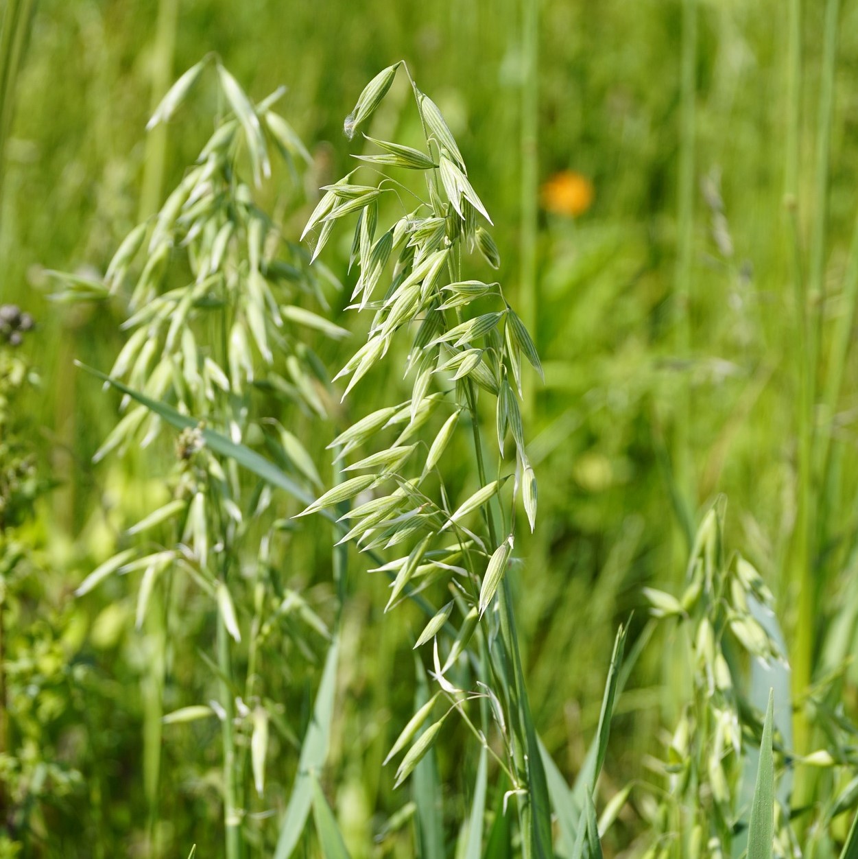 Avoine fleurie - Bio - Jardins de l'écoumène