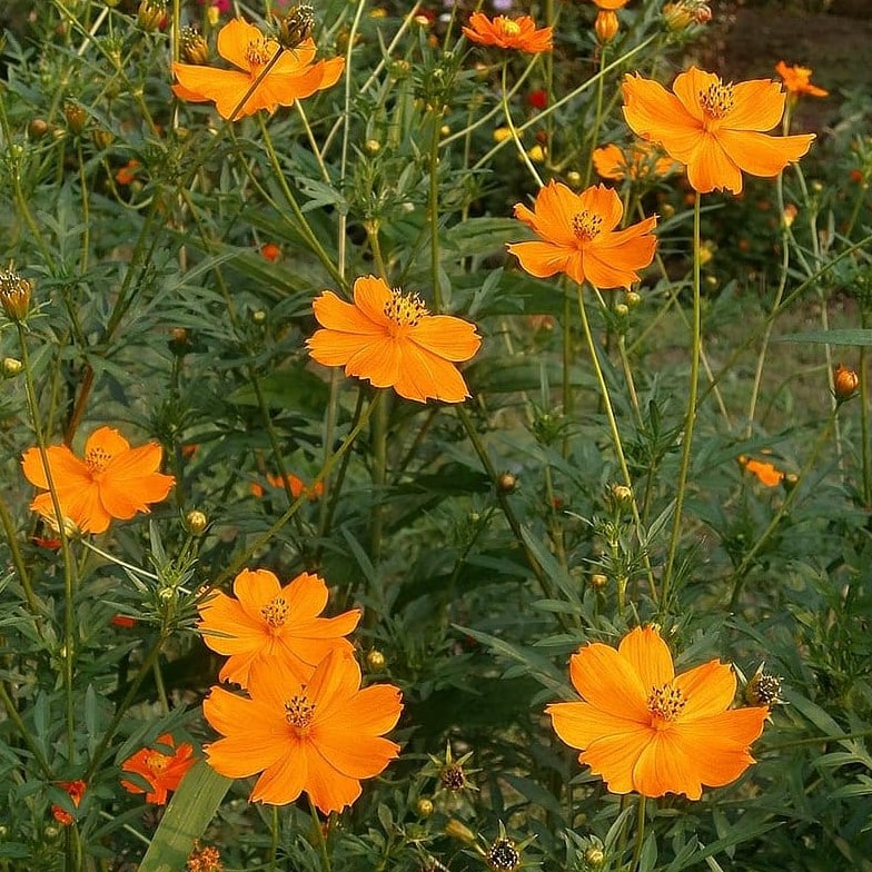 Cosmos Bright Lights - Bio - Jardins de l'écoumène