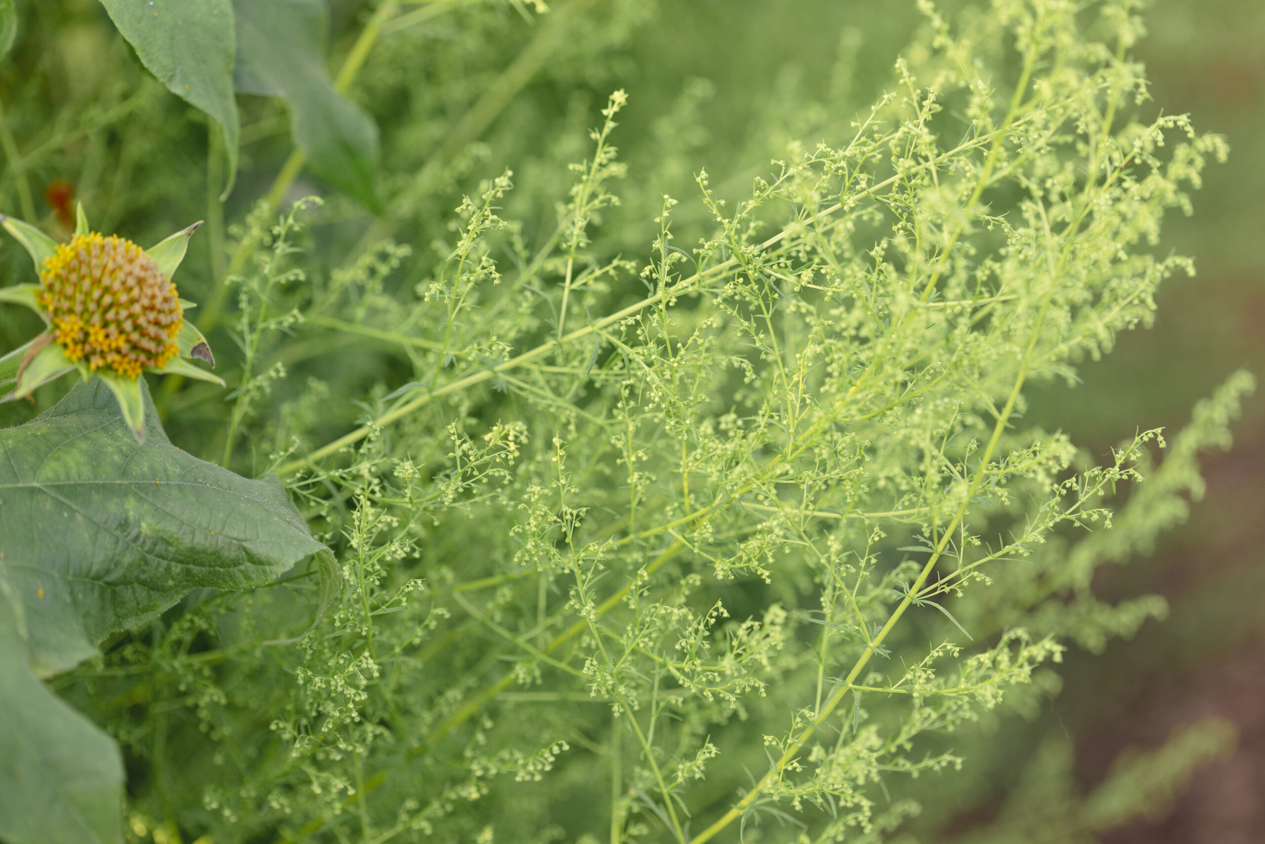 Artemisia annua Bio - La Boîte à Graines