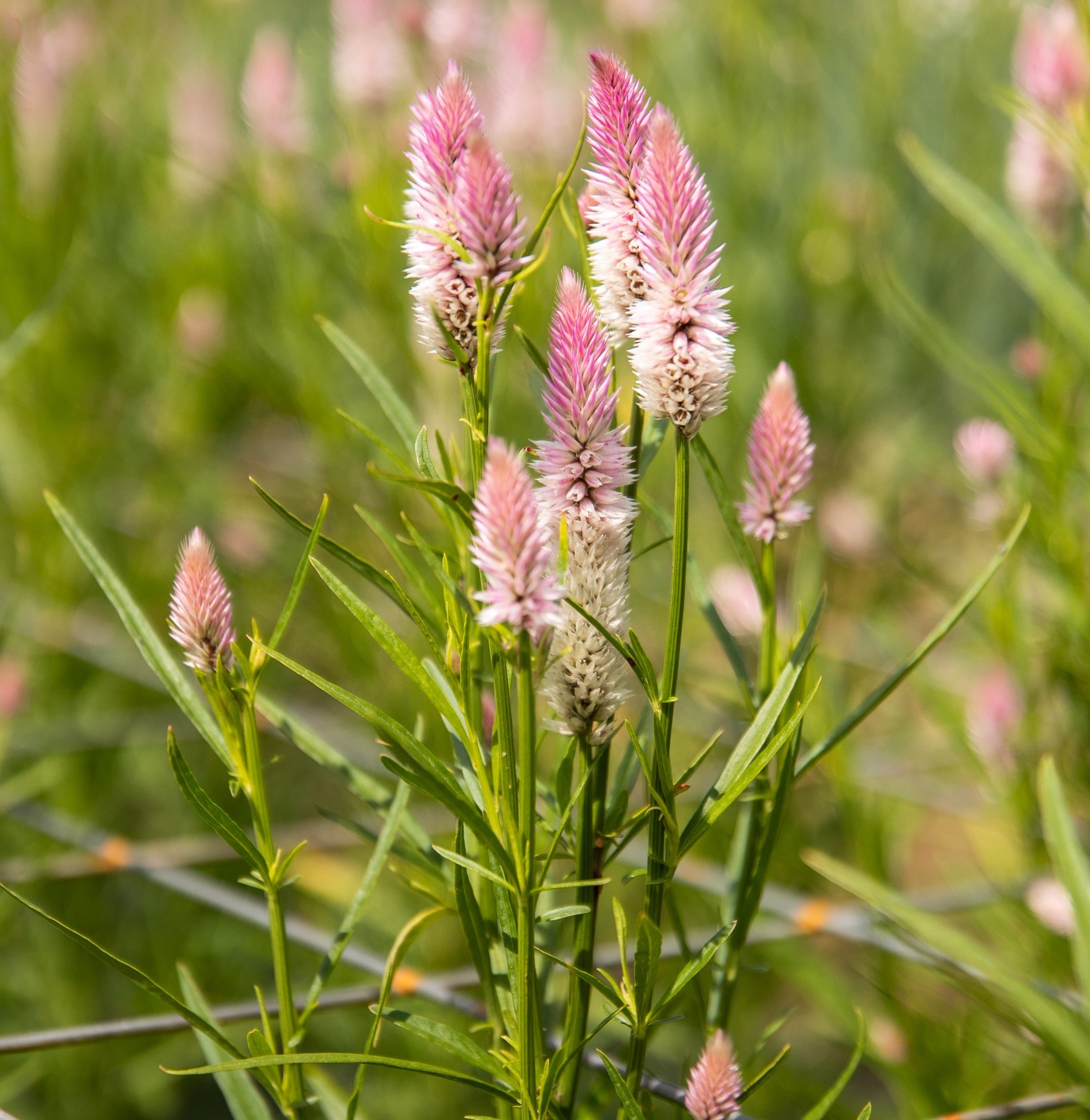 Célosie Flamingo Feather - Bio - Jardins de l'écoumène