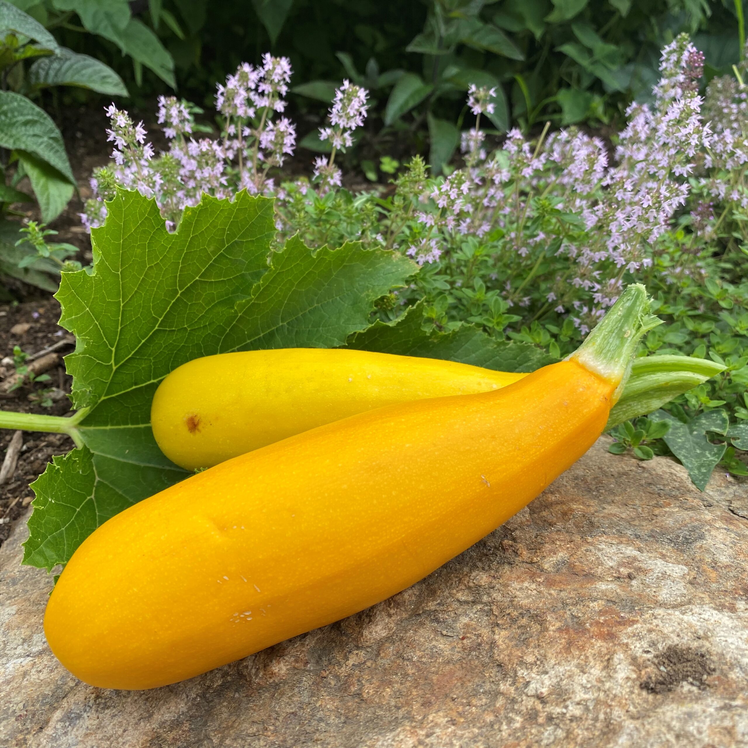 Courgette jaune - Bio - Jardins de l'écoumène