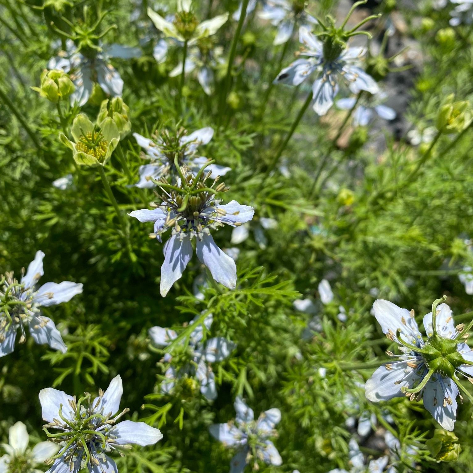 Nigelle entière (Cumin noir) - Bahadourian