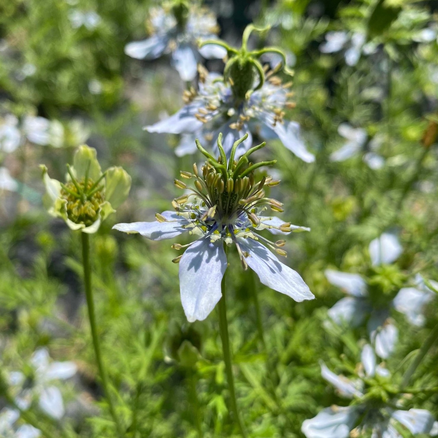 Nigelle Cumin noir - Bio - Jardins de l'écoumène