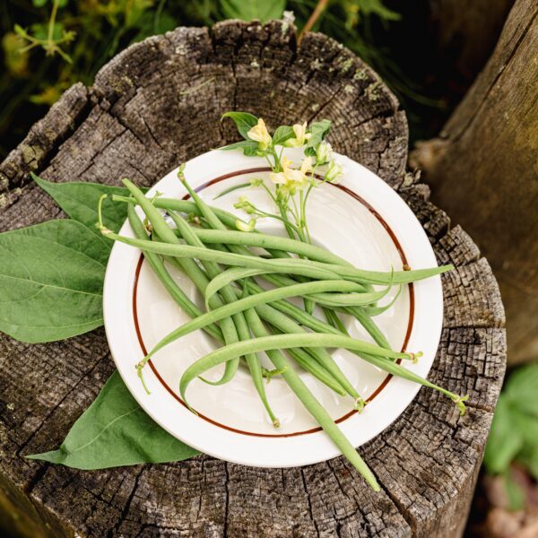 Comtesse de Chambord dwarf bean - Organic – Image 3