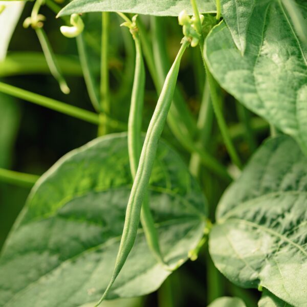 Comtesse de Chambord dwarf bean - Organic – Image 2