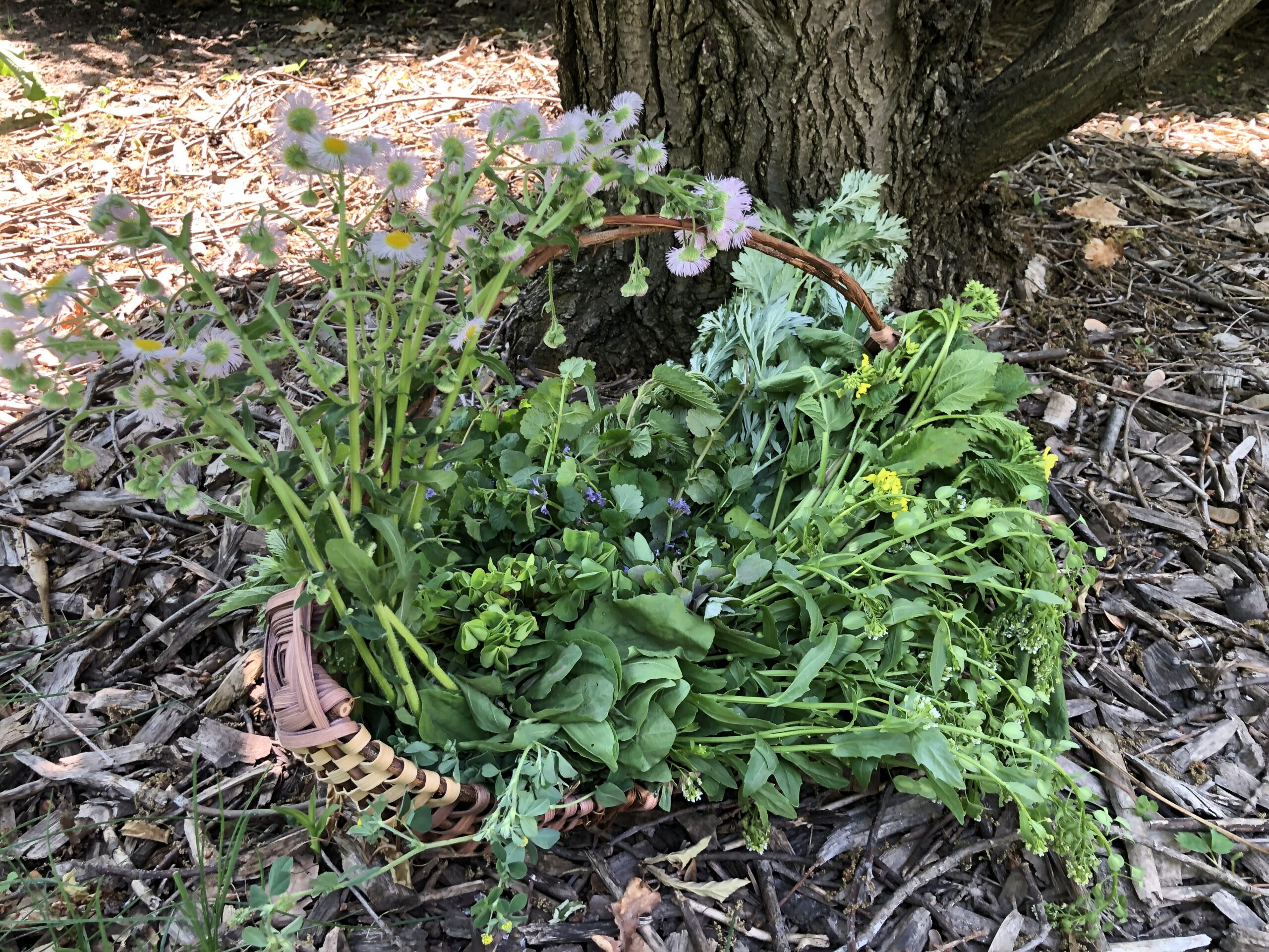 Purin de valériane : bienfaits au jardin - Mondo Jardin