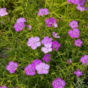 Oeillet d'Inde Carmen - Bio - Jardins de l'écoumène