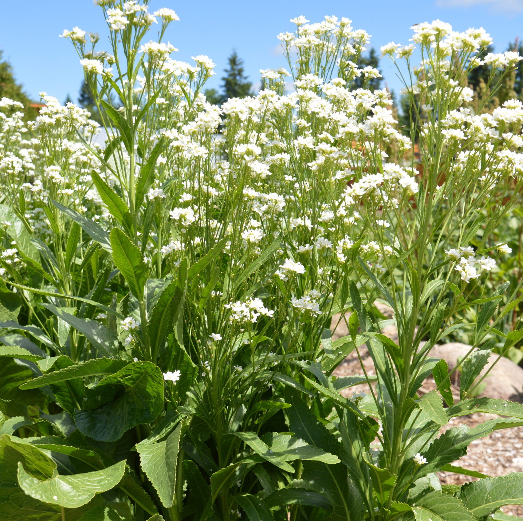 Raifort - Bio - Jardins de l'écoumène