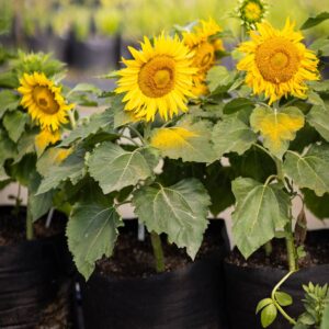 Tournesol d'ornement en mélange - Bio - Jardins de l'écoumène