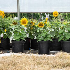 Tournesol d'ornement en mélange - Bio - Jardins de l'écoumène