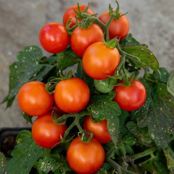 Tomate cerise Rosy Finch - Bio – Image 6