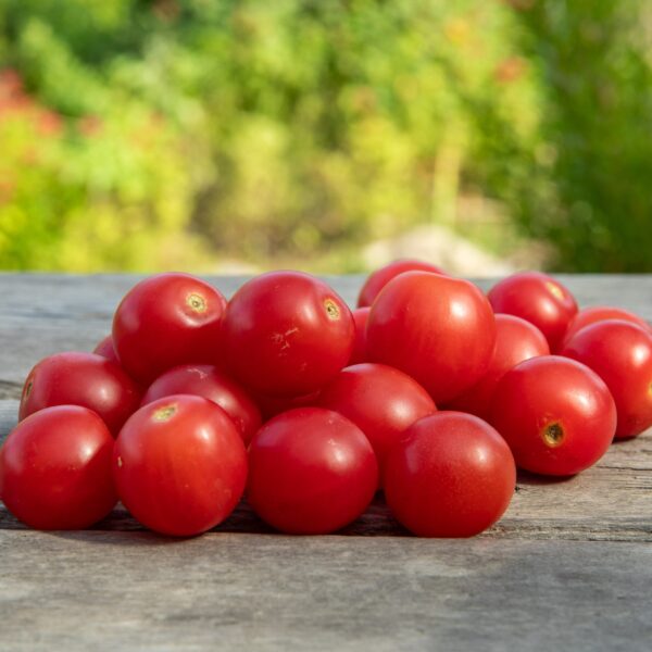 Tomate cerise Rosy Finch - Bio – Image 2