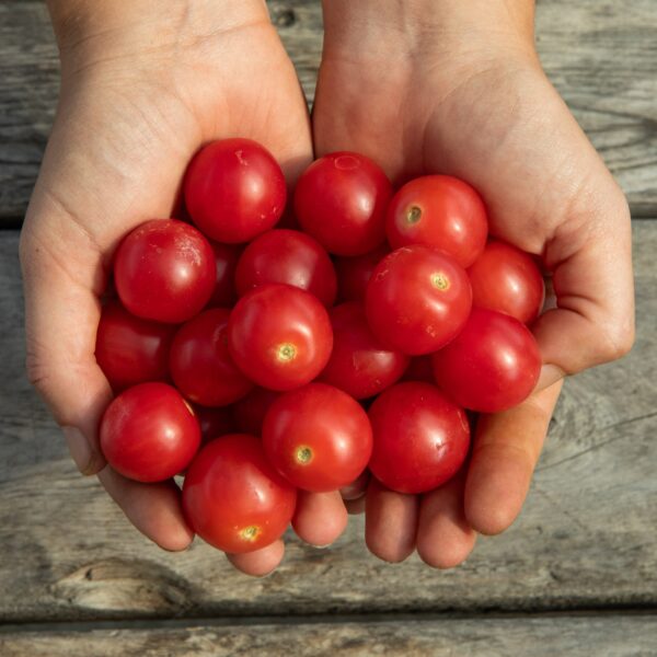 Tomate cerise Rosy Finch - Bio – Image 4