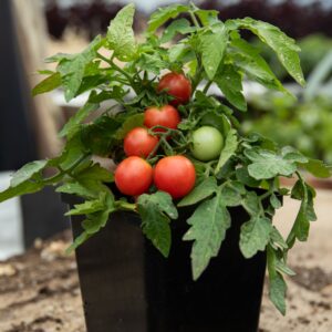 Semences biologiques Mélange de graines MELANGE TOMATES CERISES - BIO -  Essem'Bio