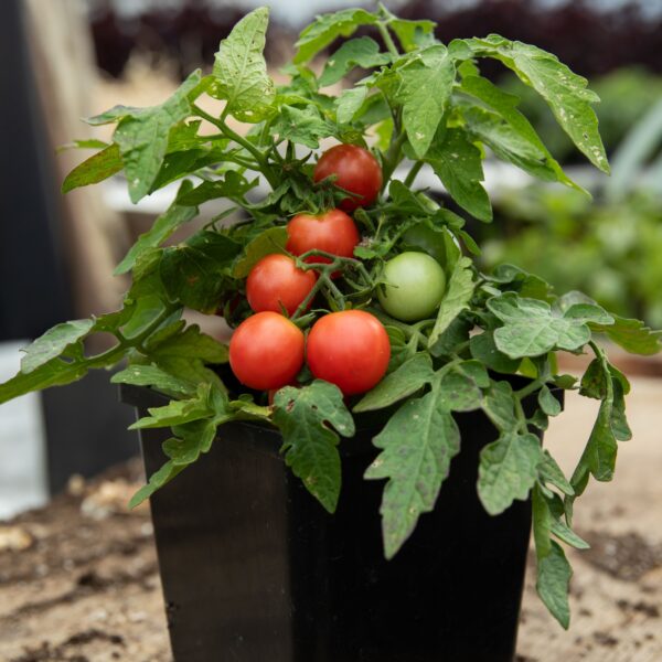 Tomate cerise Rosy Finch - Bio