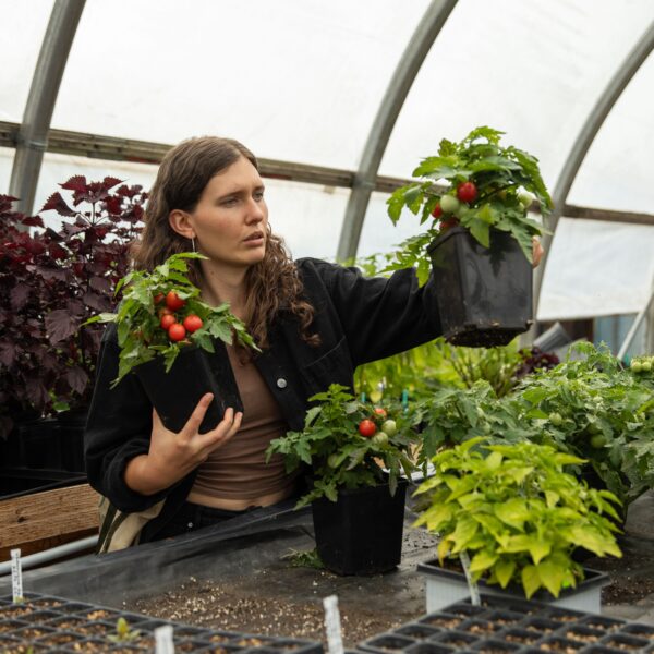 Tomate cerise Rosy Finch - Bio – Image 5
