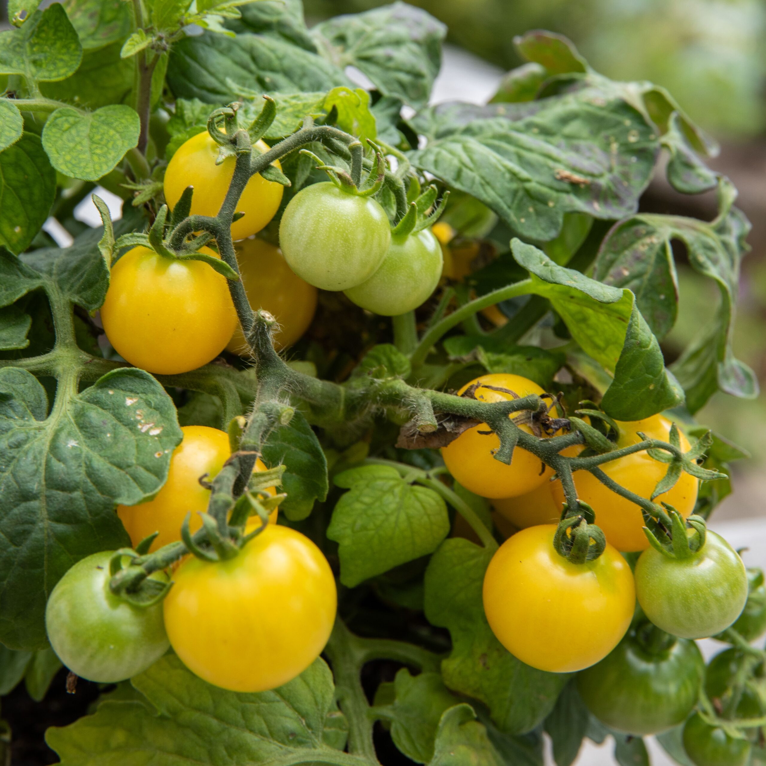 Mélange de tomate cerises – Semis Urbains