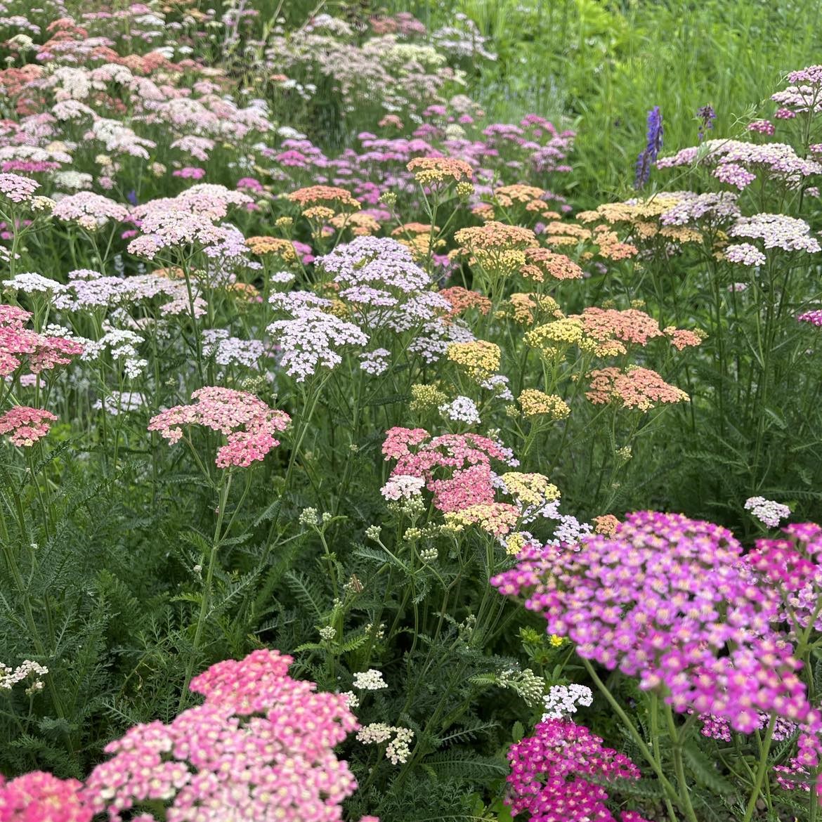 Mélange de Concombres Bio - Gamme Couleur au Jardin - La Boîte à