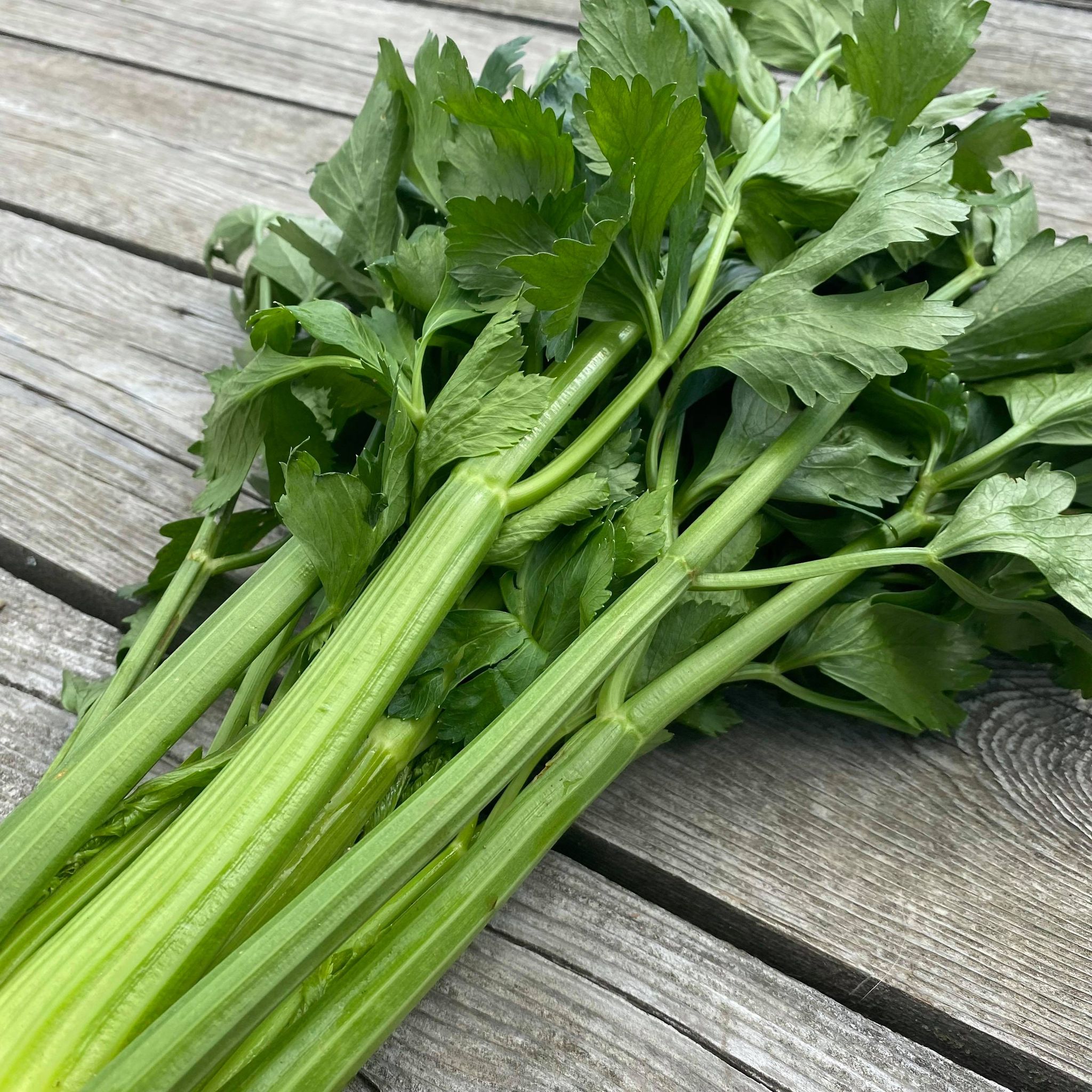 Mélange de Concombres Bio - Gamme Couleur au Jardin - La Boîte à