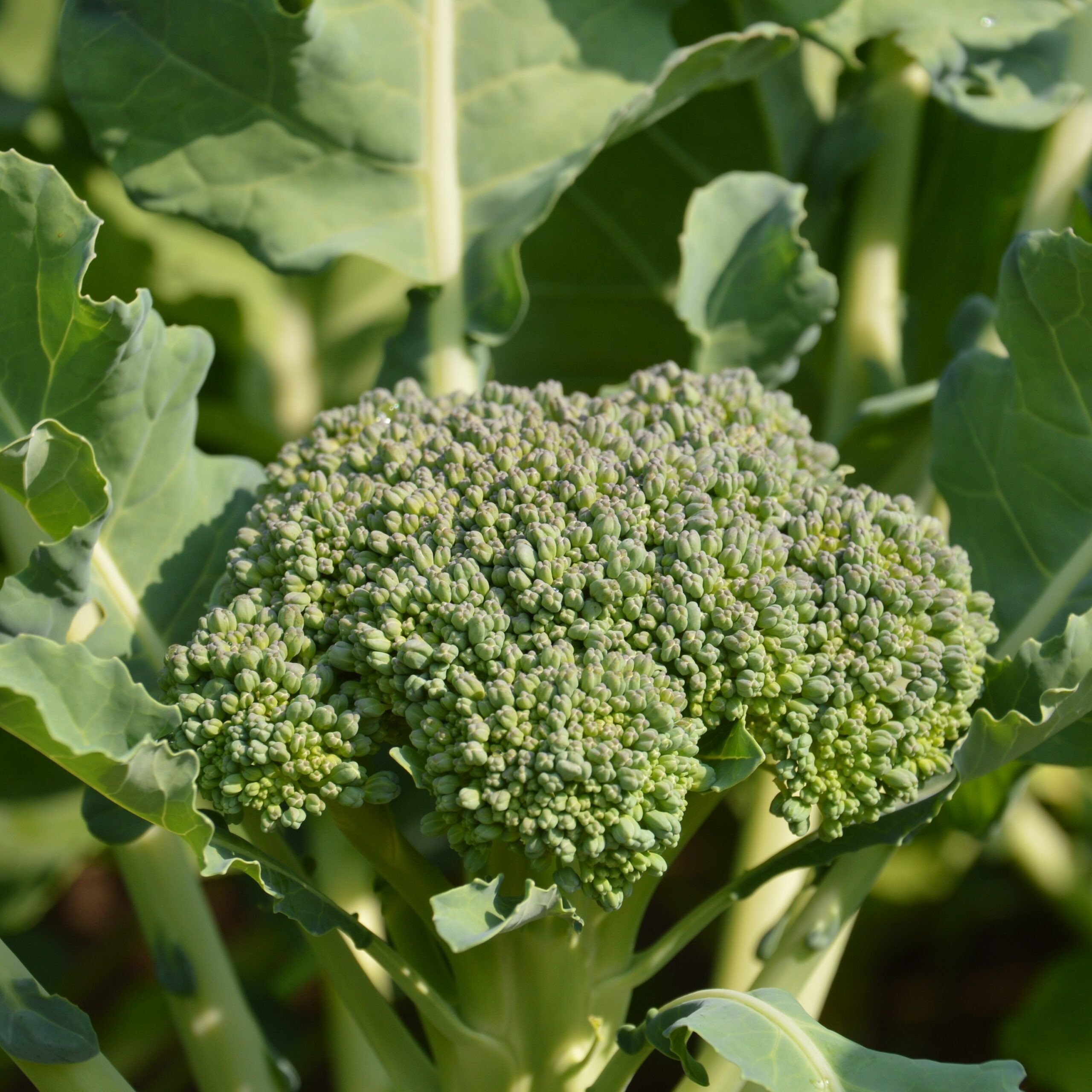 Le brocoli!  Potager Biologique