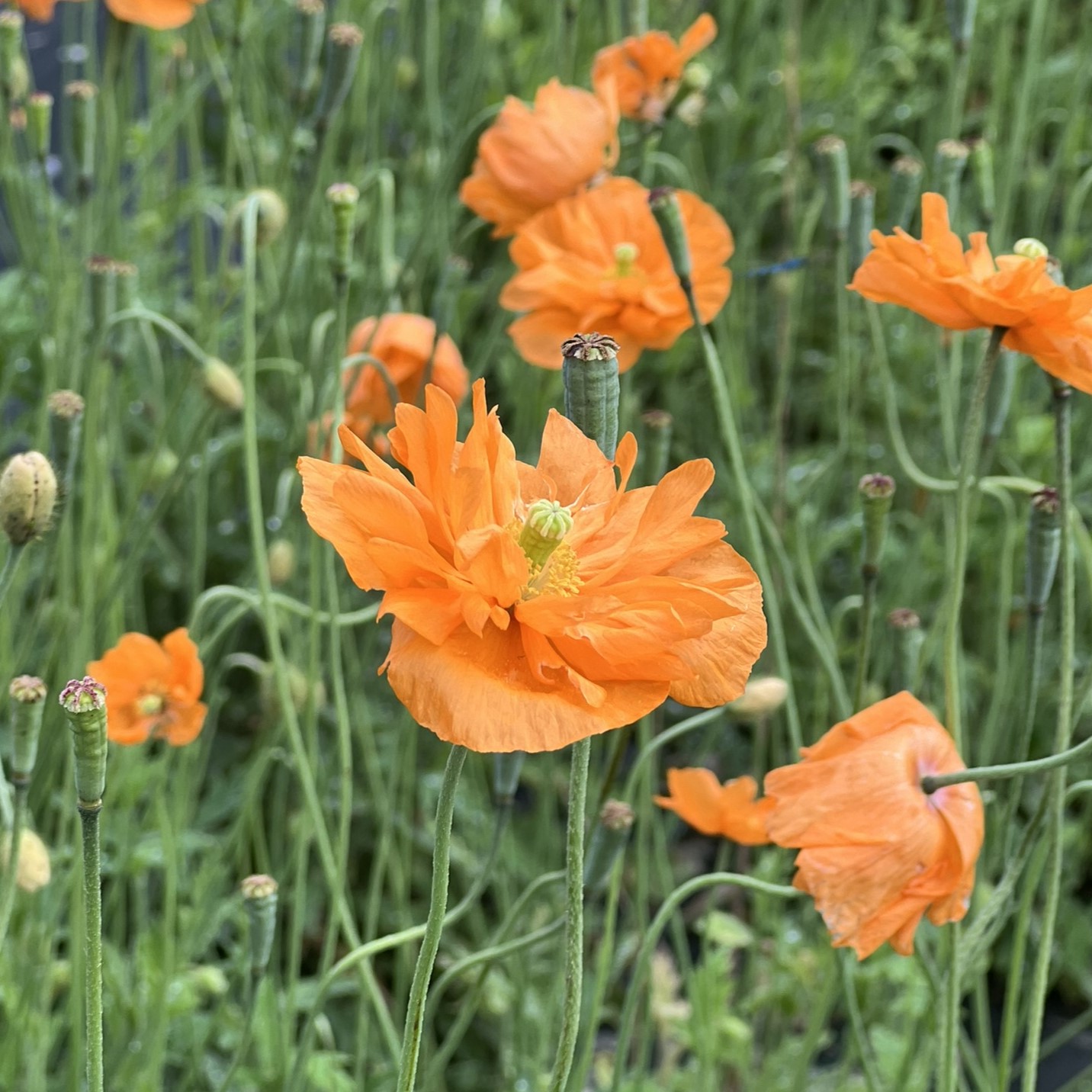 Pavot de Turquie - Bio - Jardins de l'écoumène