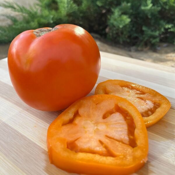 Tomate standard Valencie - Bio