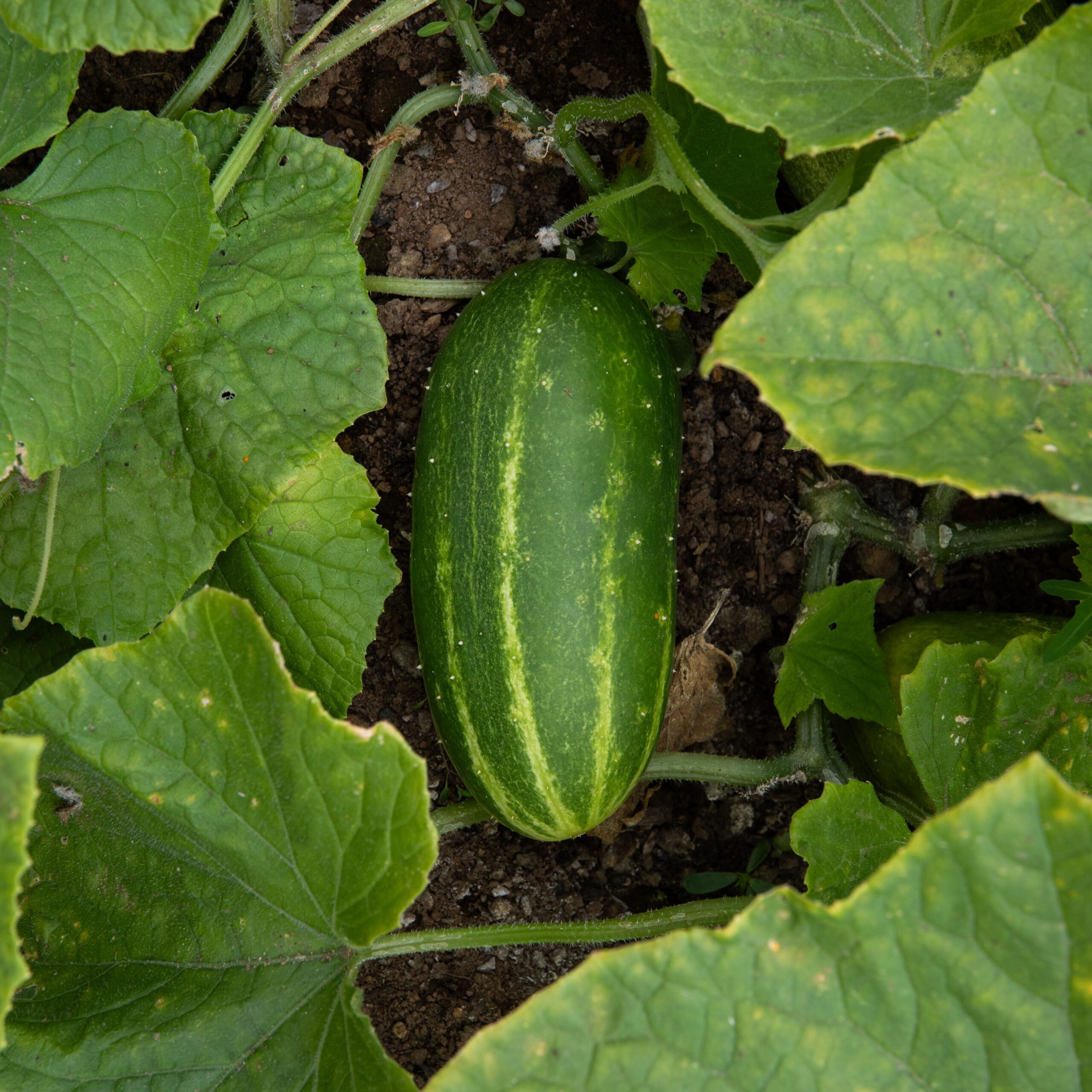 Mélange de Concombres Bio - Gamme Couleur au Jardin - La Boîte à