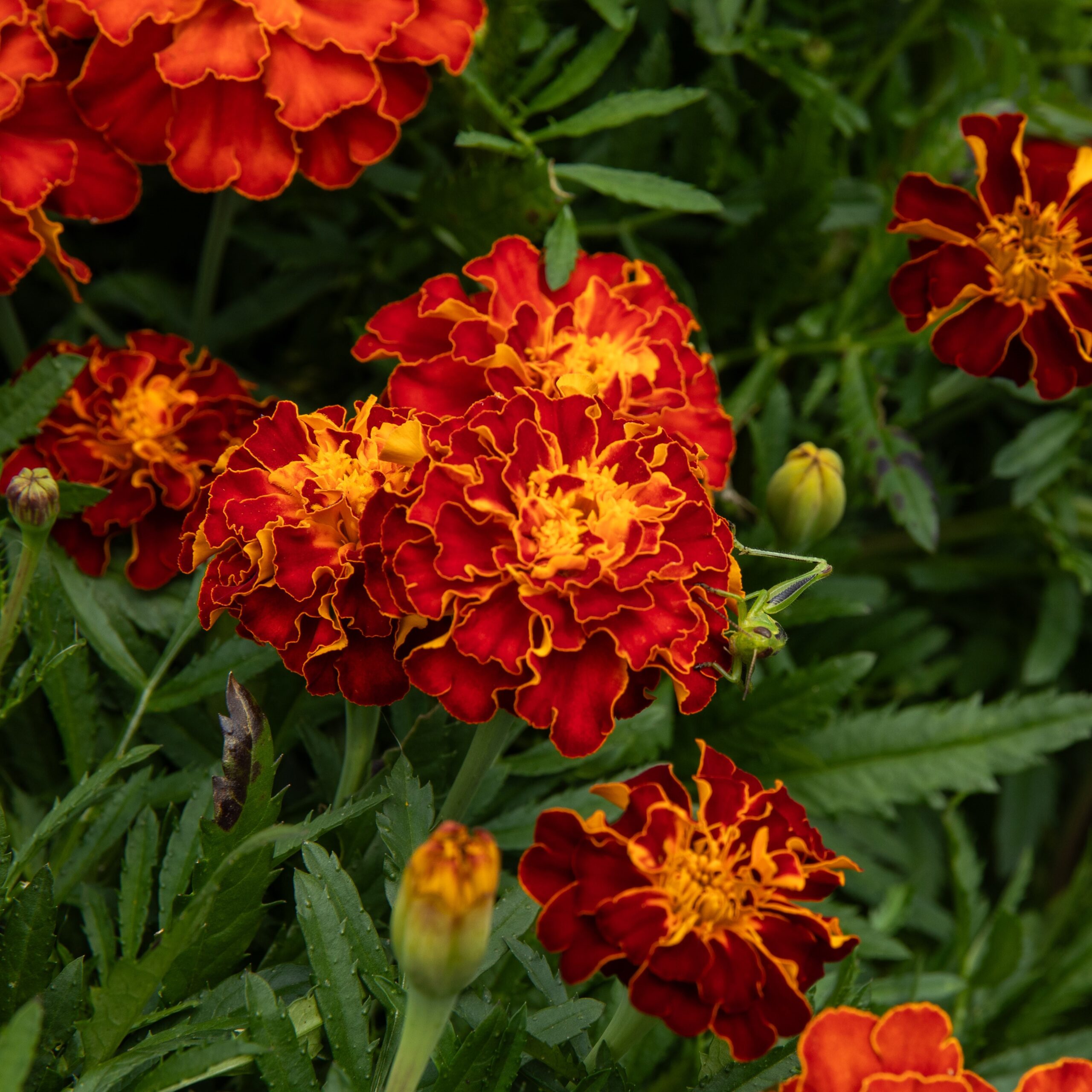 Oeillet d'Inde Carmen - Bio - Jardins de l'écoumène