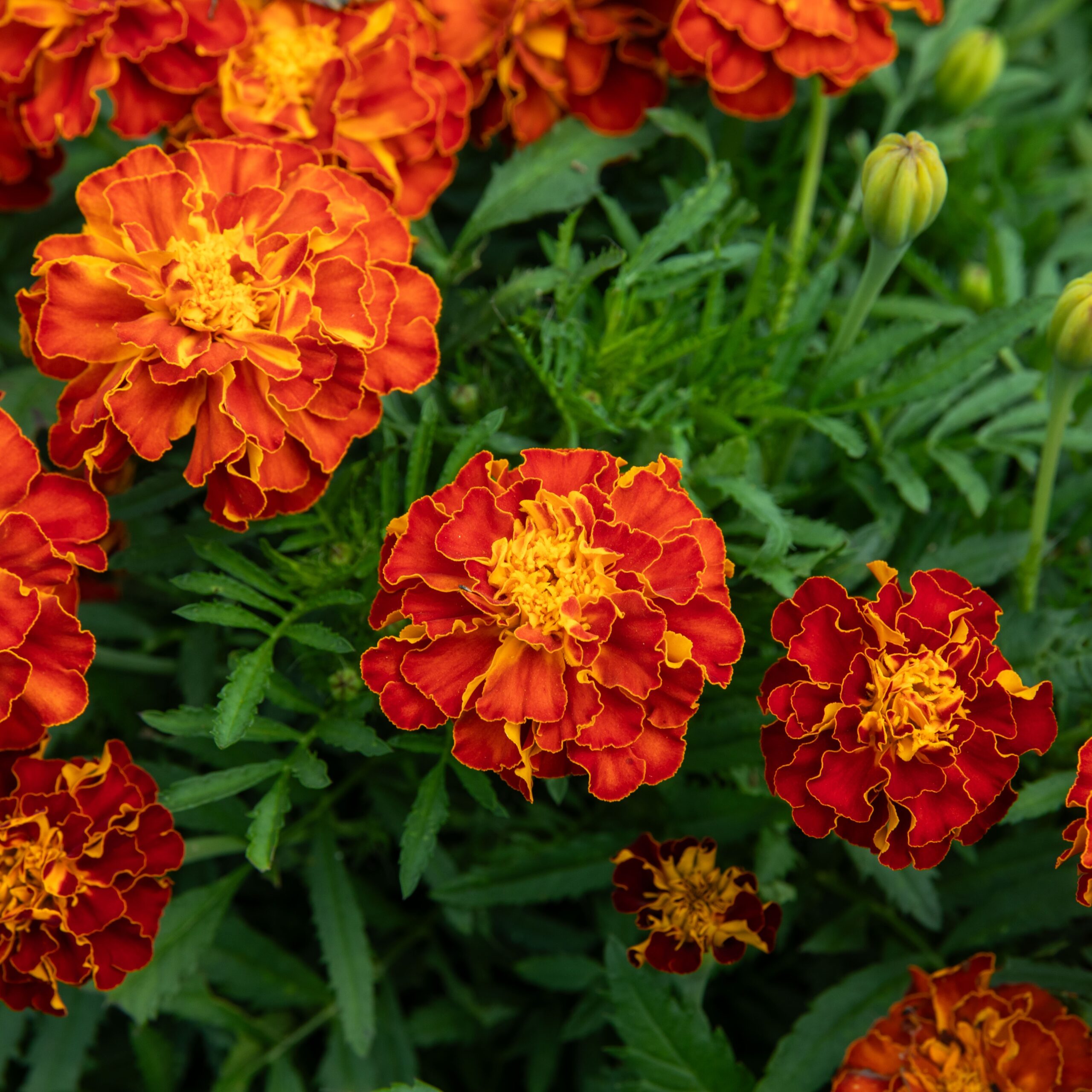 Oeillet d'Inde Carmen - Bio - Jardins de l'écoumène