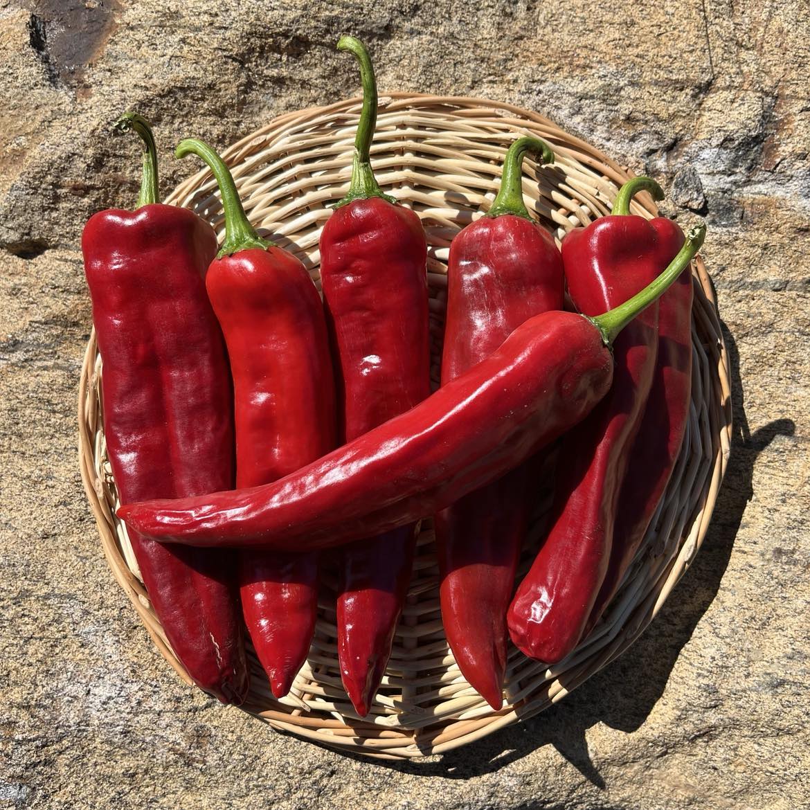 Piment Paprika Hongrois - Bio - Jardins de l'écoumène