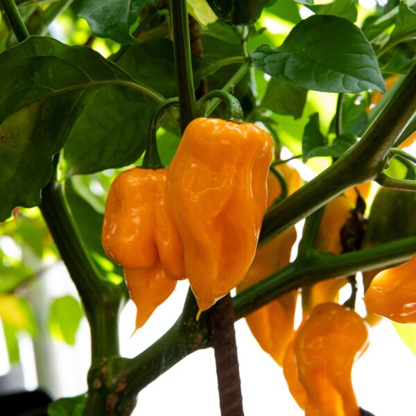 Trinidad Scorpion Orange Pepper - Organic