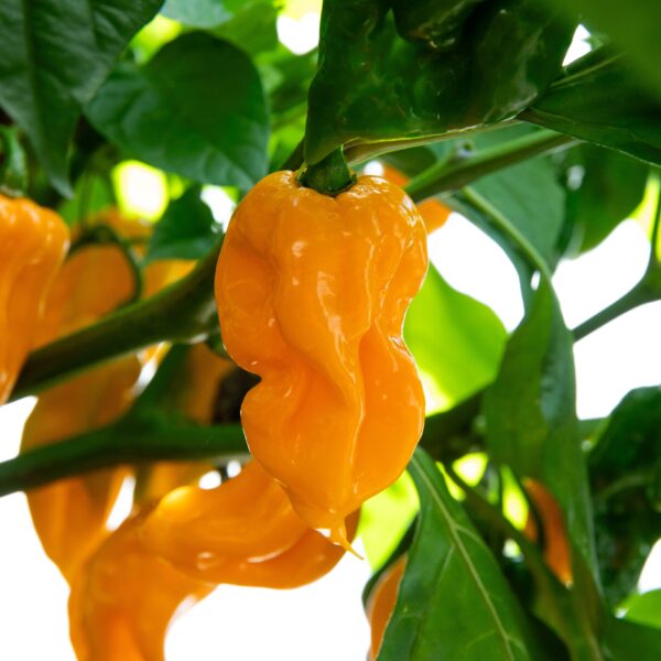 Trinidad Scorpion Orange Pepper - Organic - Image 2