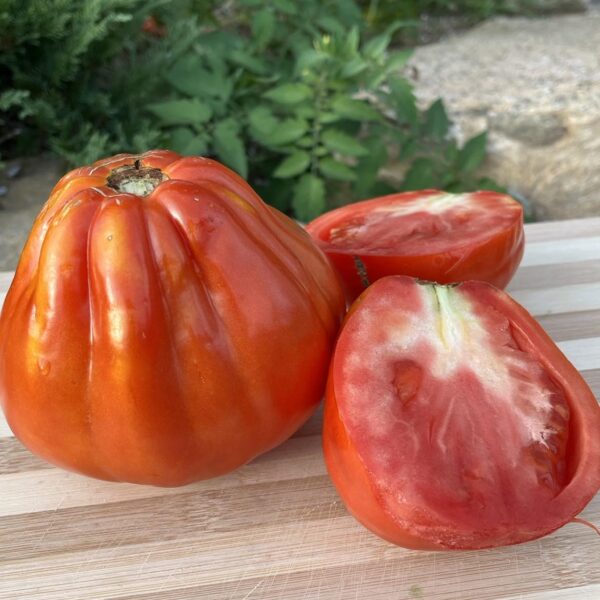 Tomate cœur de bœuf de Nice - Bio