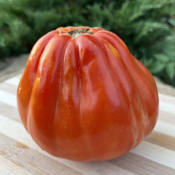 Tomate cœur de bœuf de Nice - Bio – Image 2
