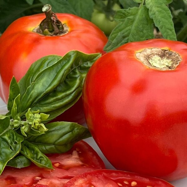Tomate standard Muscat - Bio – Image 2