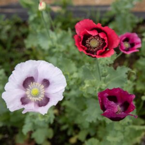 Pavot de Turquie - Bio - Jardins de l'écoumène