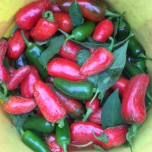 Piment Paprika Hongrois - Bio - Jardins de l'écoumène