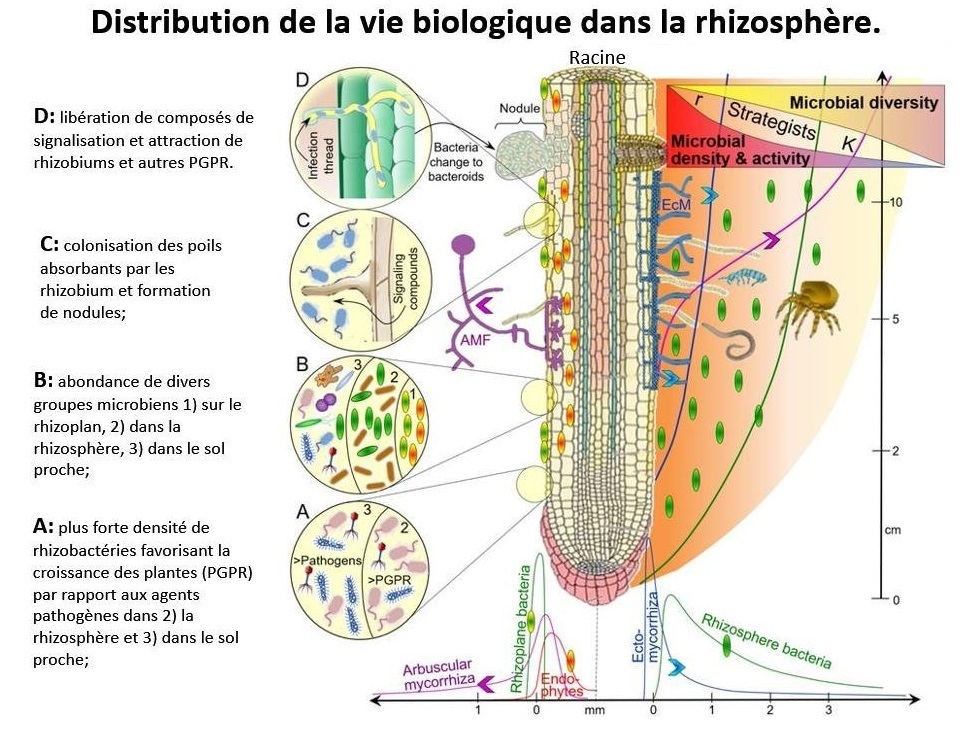 Influence des formations végétales, du microclimat et des caractéristiques  du sol sur la distribution à l'échelle fine des champignons  ectomycorrhiziens (French Edition): Aignon, Lougbégnon Hyppolite:  9783668609518: : Books