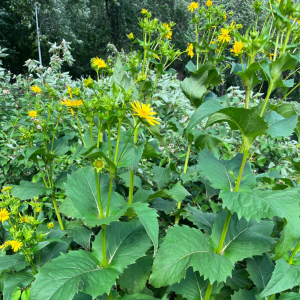 Silphe perfolié – Image 3
