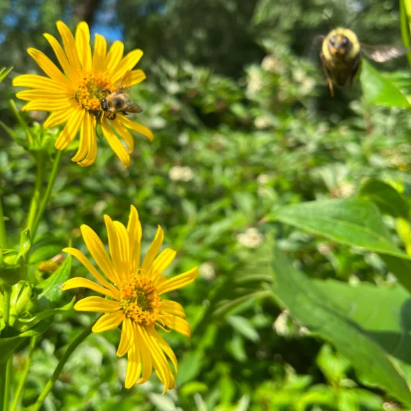 Silphe perfolié – Image 4