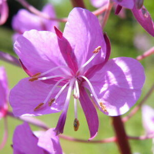 Narrow-leaved willow herb