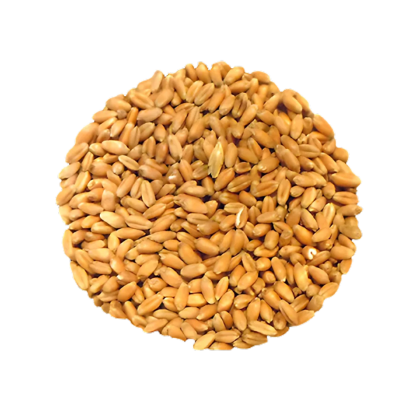 Blé roux à germer - Bio