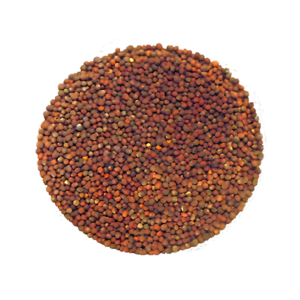 Brocoli calabrais à germer - Bio