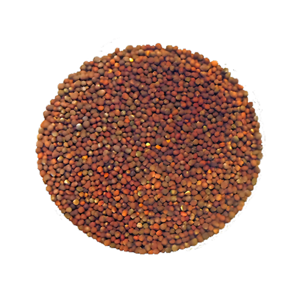 Brocoli calabrais à germer - Bio