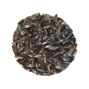 Tournesol avec écaille à germer - Bio