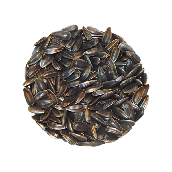 Tournesol avec écaille à germer - Bio