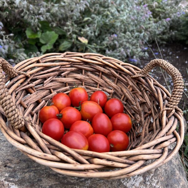 Tomate cerise Early Cherry - Bio – Image 2