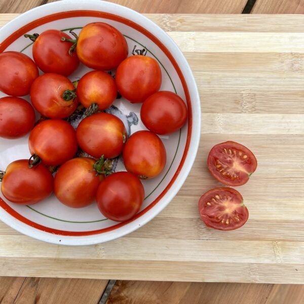 Tomate Early Cherry
