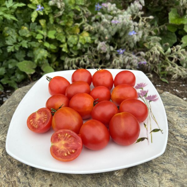 Tomate Early Cherry