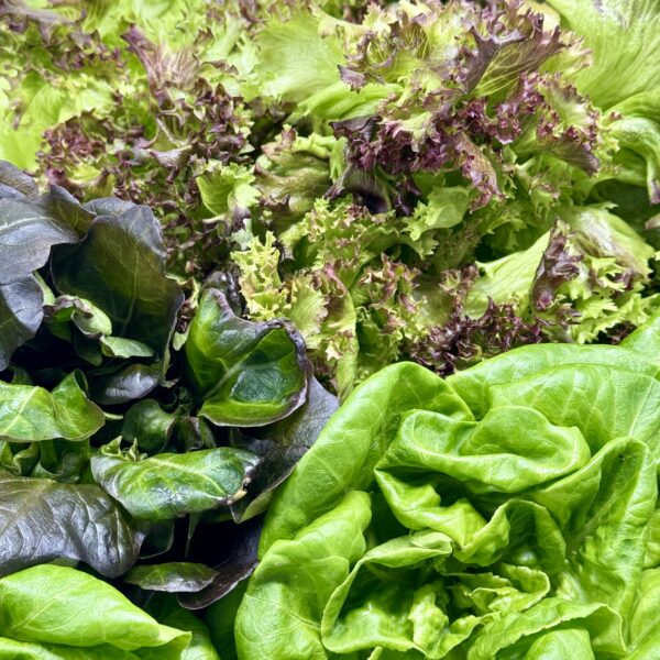 Colorful Mix Headed Lettuce - Organic